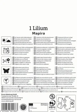 Kiepenkerl Frühjahrsblumenzwiebel Asiatische Lilie Mapira 1 Stück