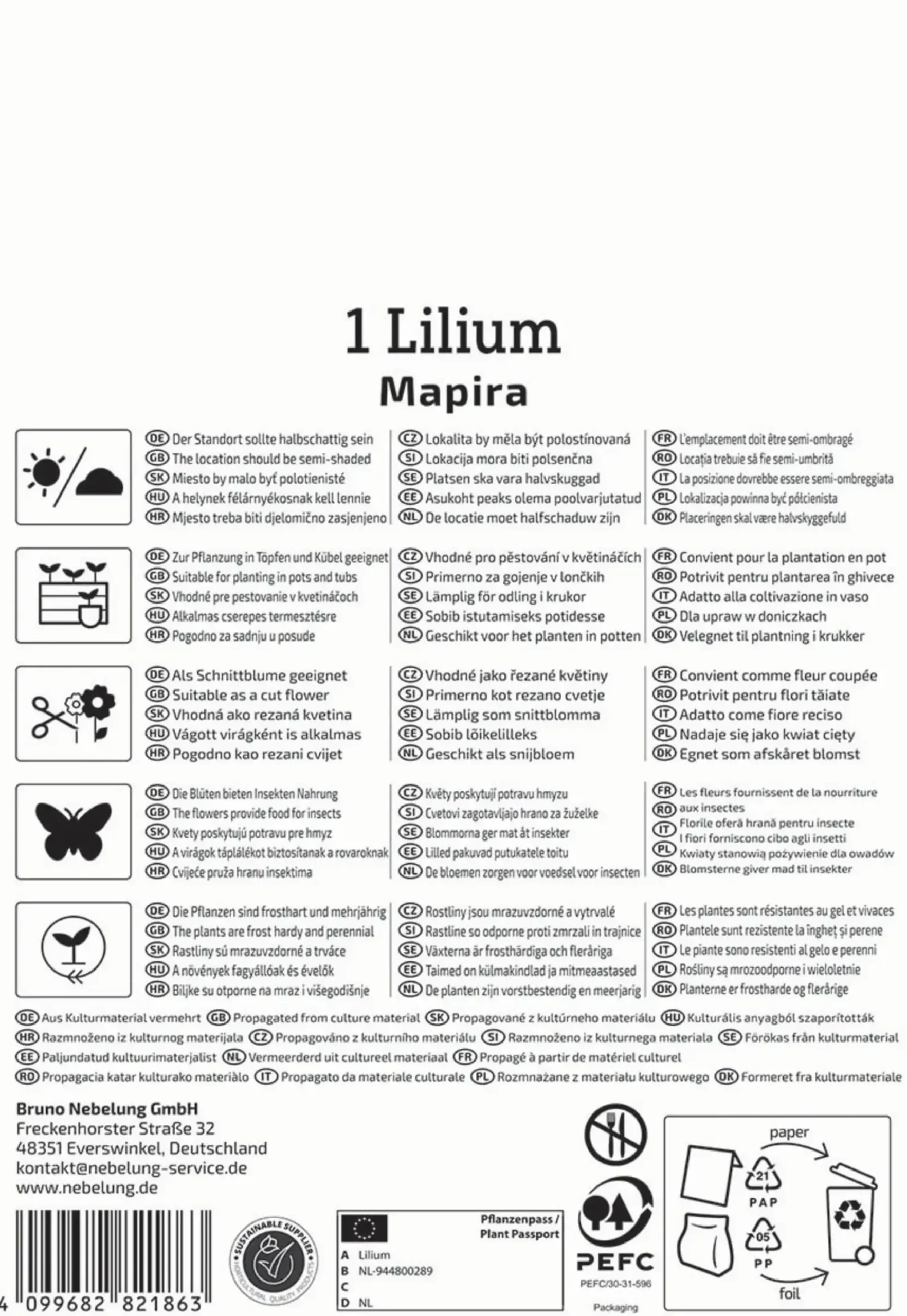 Kiepenkerl Frühjahrsblumenzwiebel Asiatische Lilie Mapira 1 Stück