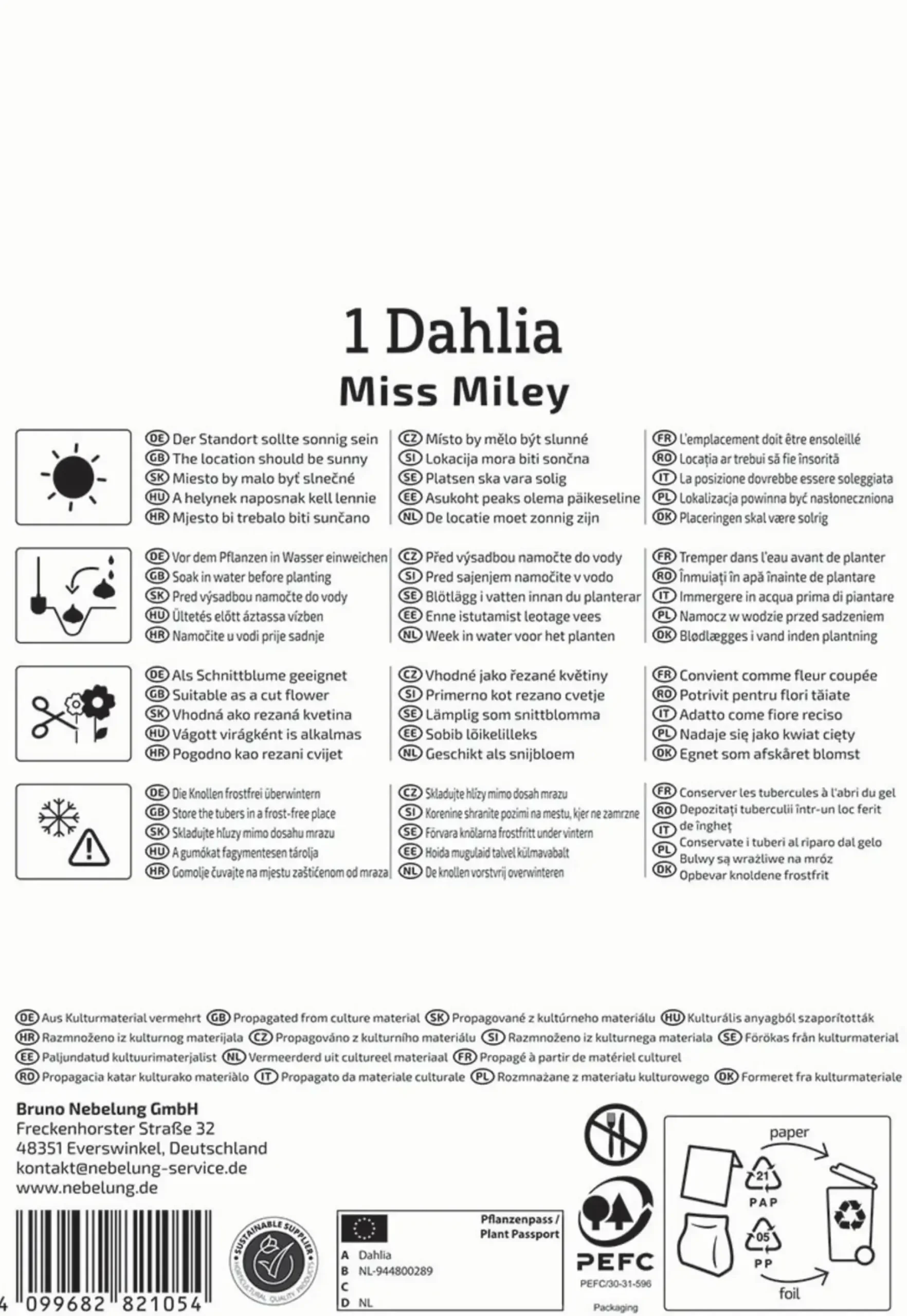 Kiepenkerl Frühjahrsblumenzwiebel Dekorative Dahlie Miss Miley 1 Stück