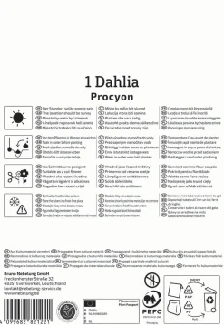 Kiepenkerl Frühjahrsblumenzwiebel Dekorative Dahlie Procyon 1 Stück