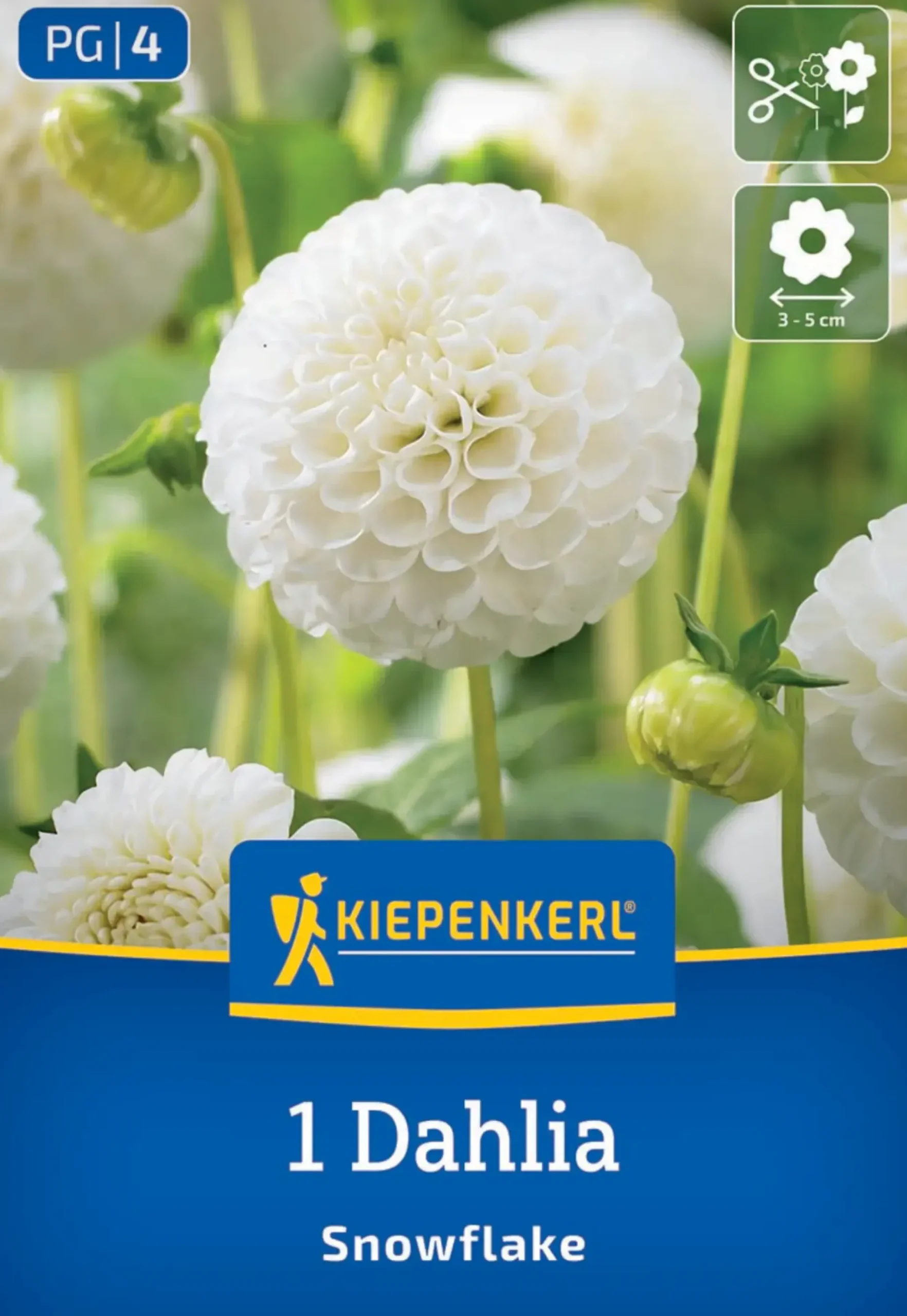 Kiepenkerl Frühjahrsblumenzwiebel Pompon-Dahlie Snowflake 1 Stück