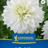 Kiepenkerl Frühjahrsblumenzwiebel Großblütige Dekorativ-Dahlie Fleurel 1 Stück