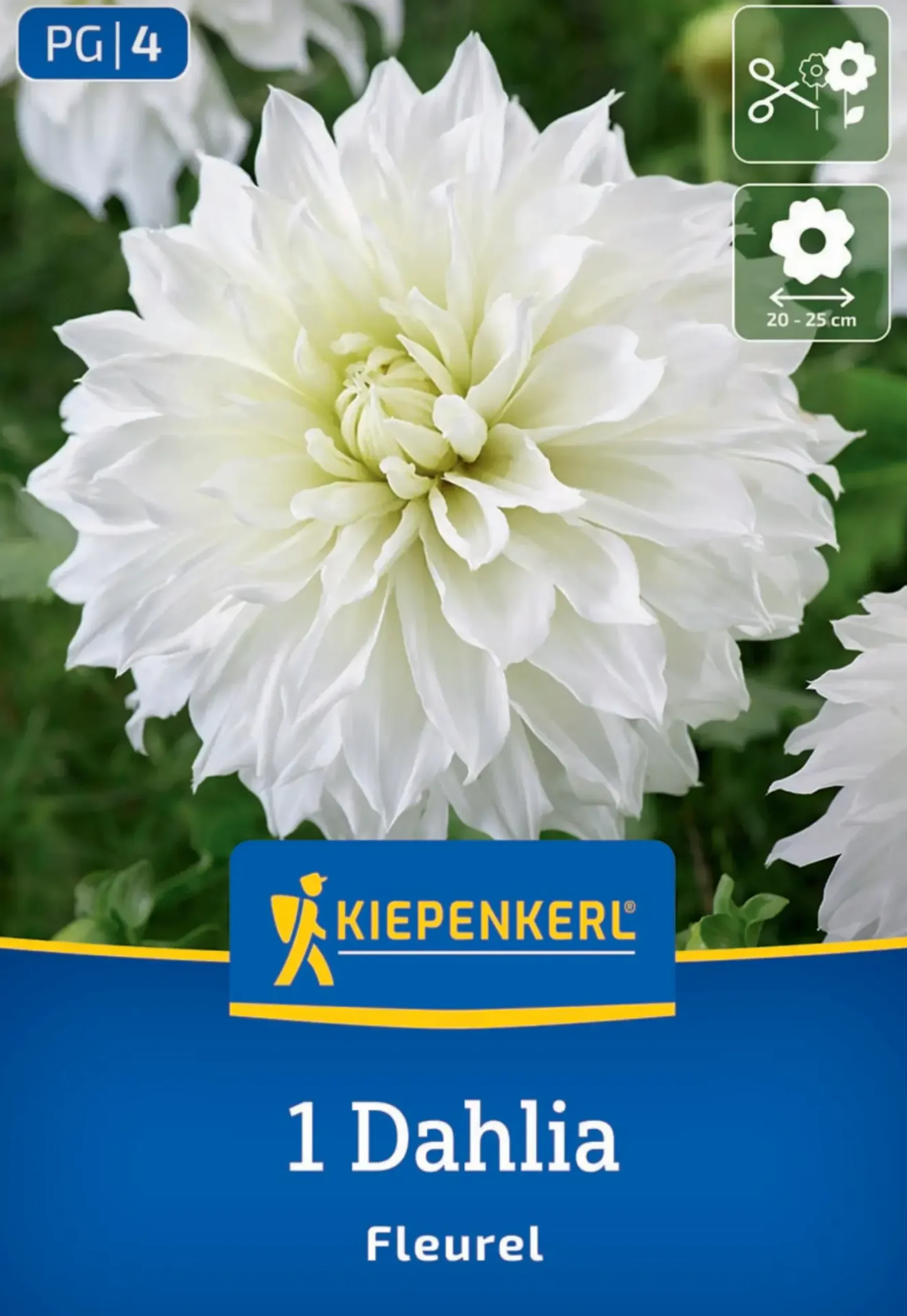 Kiepenkerl Frühjahrsblumenzwiebel Großblütige Dekorativ-Dahlie Fleurel 1 Stück