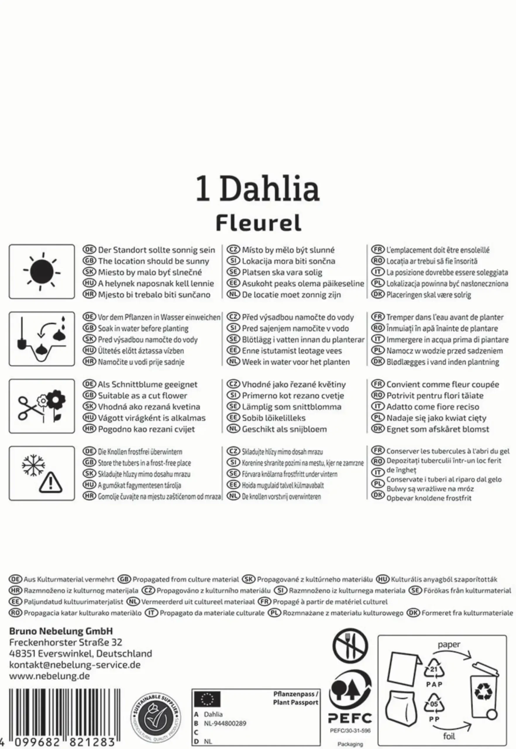 Kiepenkerl Frühjahrsblumenzwiebel Großblütige Dekorativ-Dahlie Fleurel 1 Stück