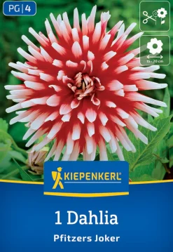 Kiepenkerl Frühjahrsblumenzwiebel Kaktus-Dahlie Pfitzers Joker 1 Stück