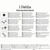Kiepenkerl Frühjahrsblumenzwiebel Kaktus-Dahlie Kennemerland 1 Stück