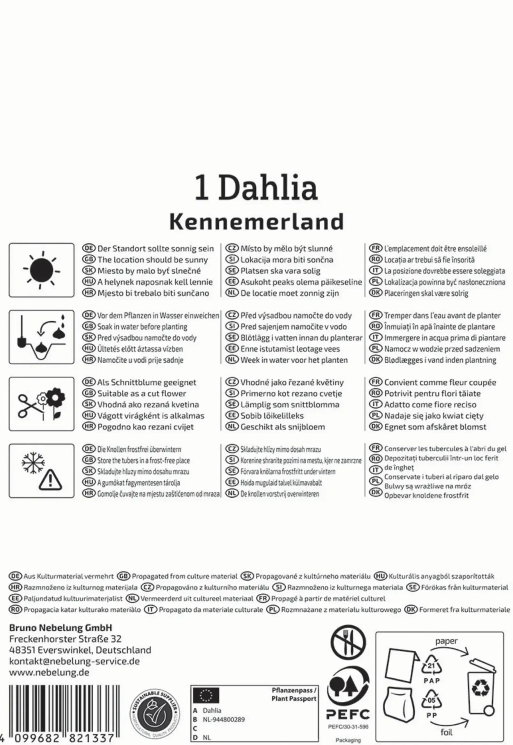 Kiepenkerl Frühjahrsblumenzwiebel Kaktus-Dahlie Kennemerland 1 Stück