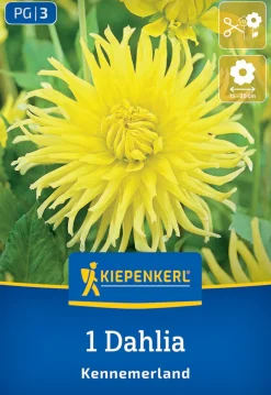 Kiepenkerl Frühjahrsblumenzwiebel Kaktus-Dahlie Kennemerland 1 Stück