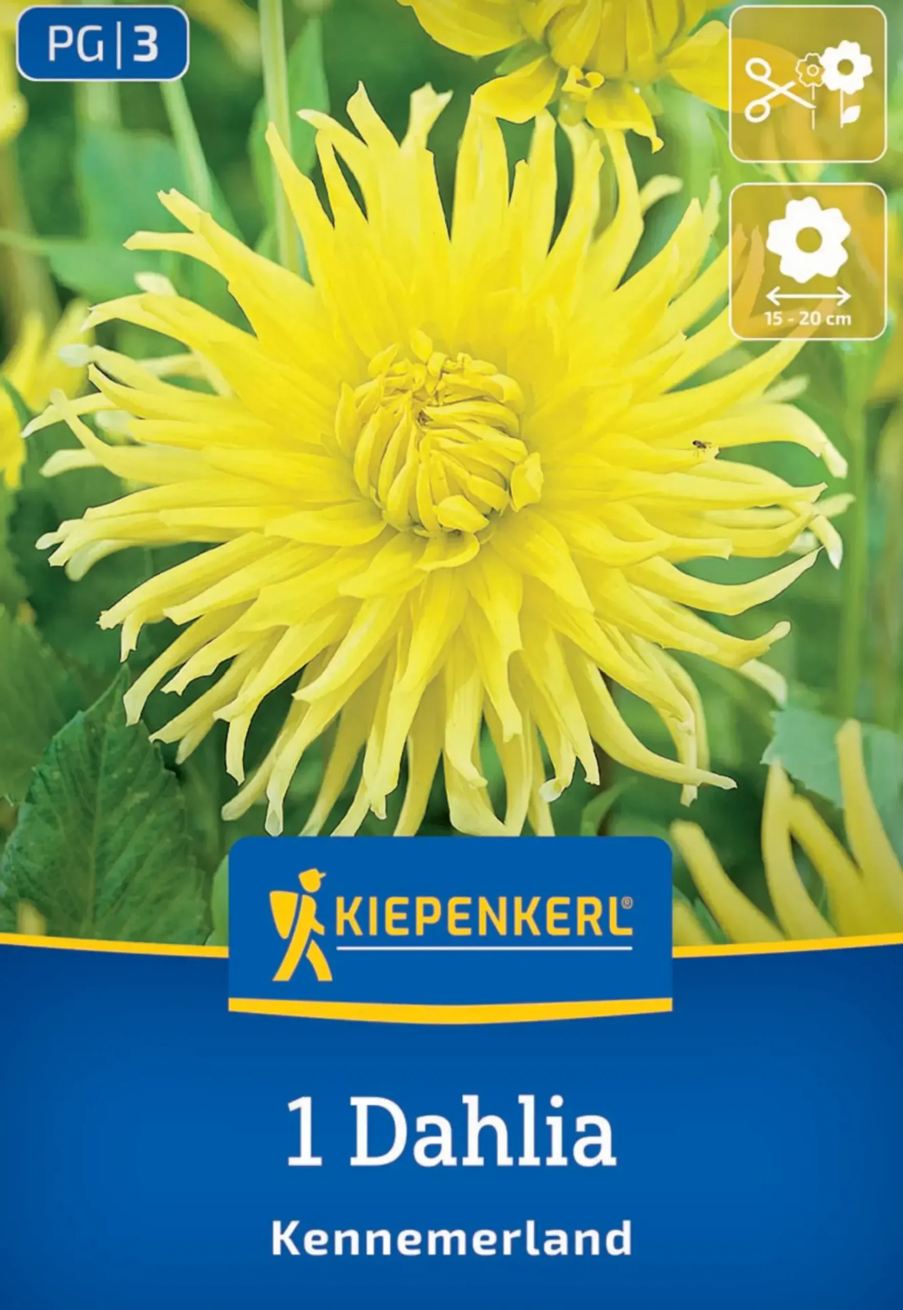 Kiepenkerl Frühjahrsblumenzwiebel Kaktus-Dahlie Kennemerland 1 Stück