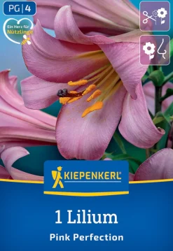Kiepenkerl Frühjahrsblumenzwiebel Trompeten-Lilie Pink Perfektion 1 Stück