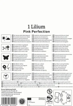 Kiepenkerl Frühjahrsblumenzwiebel Trompeten-Lilie Pink Perfektion 1 Stück