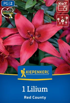 Kiepenkerl Frühjahrsblumenzwiebel Asiatische Lilie Red County 1 Stück