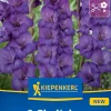 Kiepenkerl Frühjahrsblumenzwiebel Gladiole Cookie 8 Stück