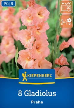 Kiepenkerl Frühjahrsblumenzwiebel Großblumige Gladiole Praha 8 Stück