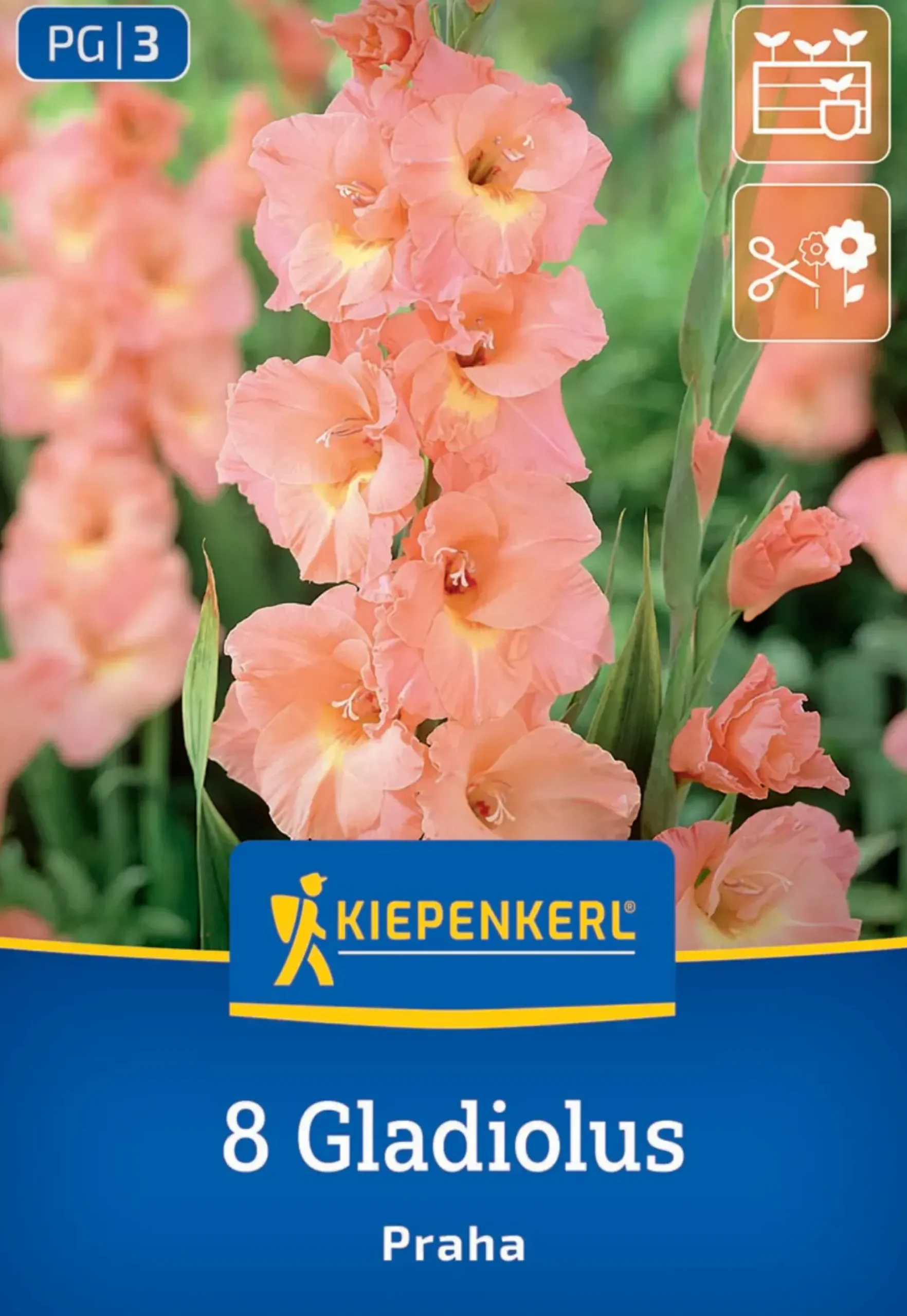 Kiepenkerl Frühjahrsblumenzwiebel Großblumige Gladiole Praha 8 Stück