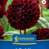 Kiepenkerl Frühjahrsblumenzwiebel Pompon-Dahlie Dark Spirit 1 Stück