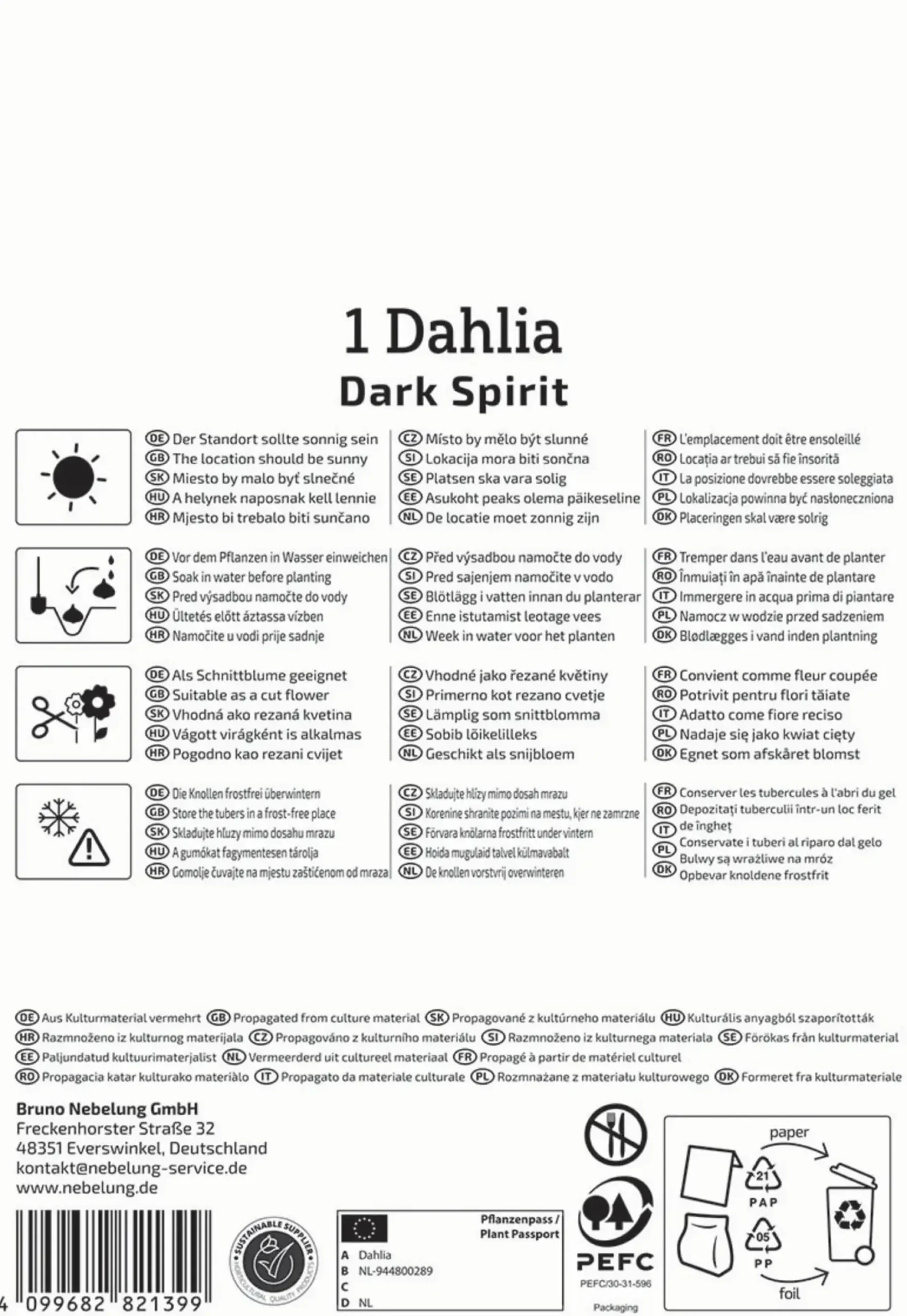 Kiepenkerl Frühjahrsblumenzwiebel Pompon-Dahlie Dark Spirit 1 Stück
