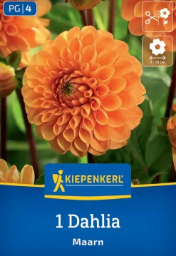 Kiepenkerl Frühjahrsblumenzwiebel Ball-Dahlie Maarn 1 Stück