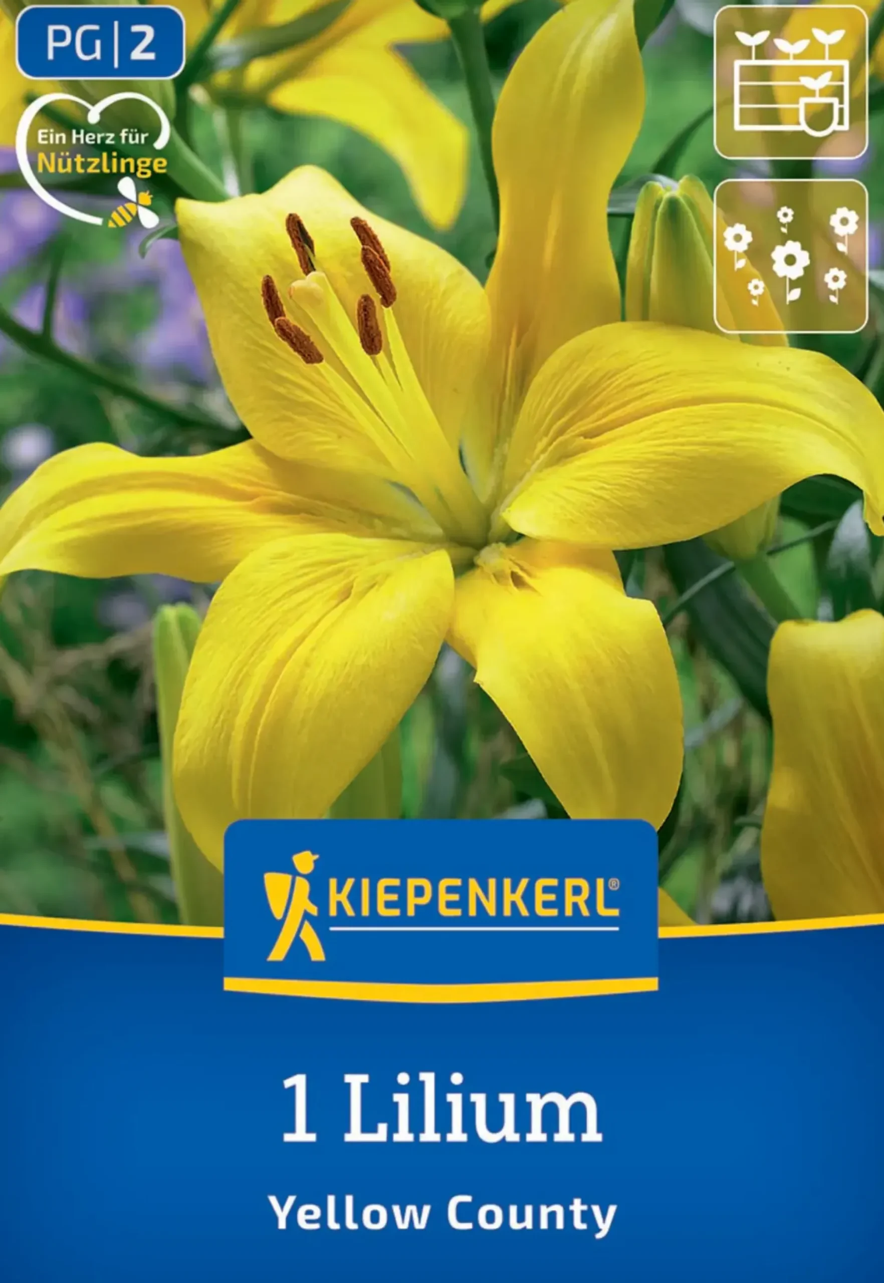 Kiepenkerl Frühjahrsblumenzwiebel Asiatische Lilie Yellow County 1 Stück