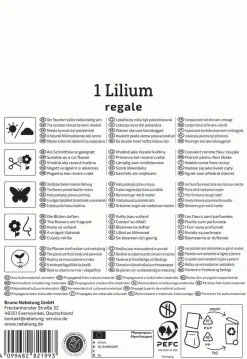 Kiepenkerl Frühjahrsblumenzwiebel Trompeten-Lilie Lilium Regale 1 Stück