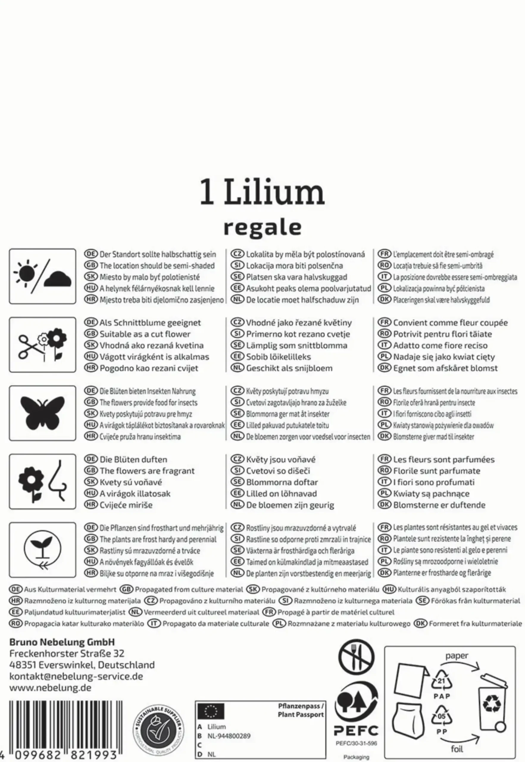 Kiepenkerl Frühjahrsblumenzwiebel Trompeten-Lilie Lilium Regale 1 Stück