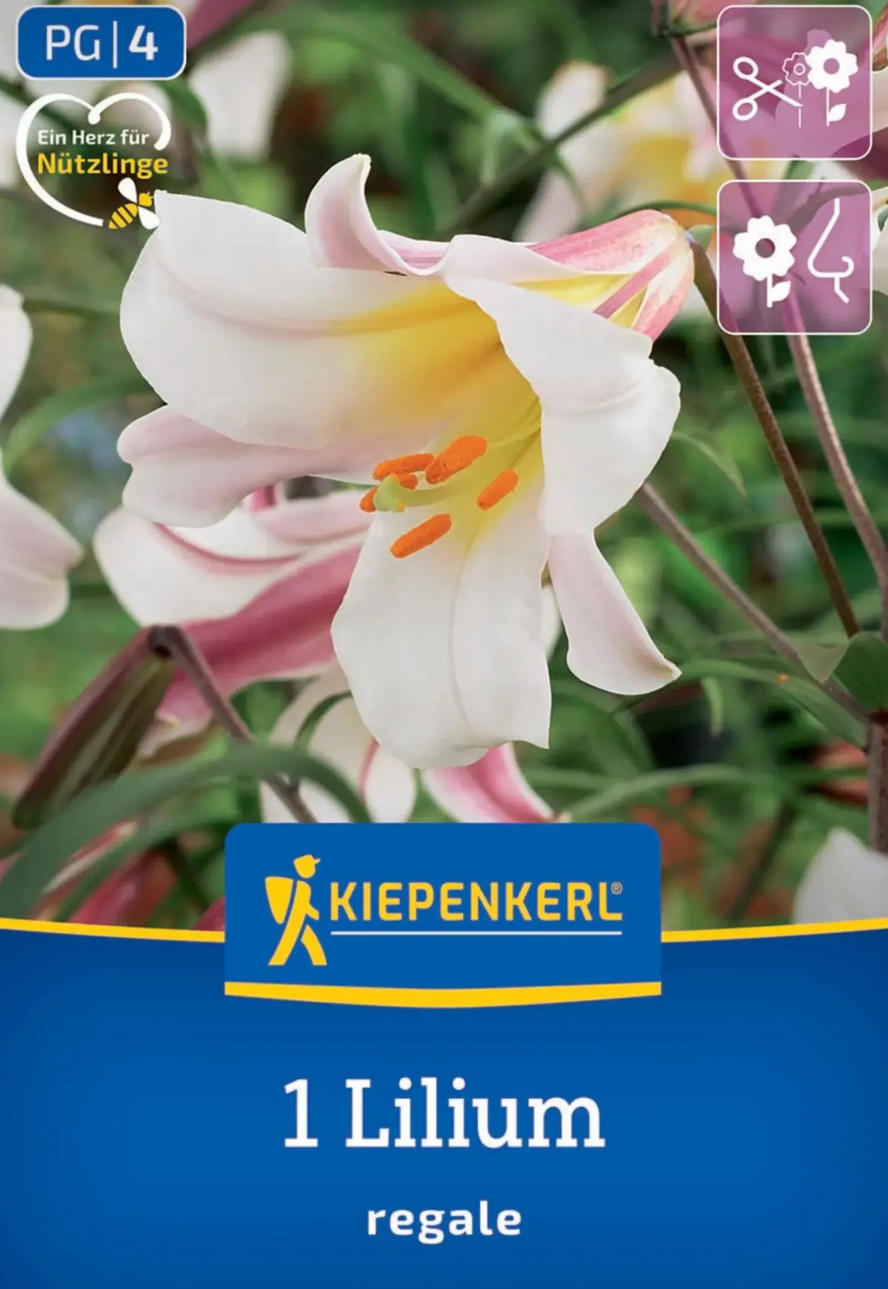 Kiepenkerl Frühjahrsblumenzwiebel Trompeten-Lilie Lilium Regale 1 Stück