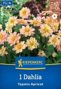 Kiepenkerl Frühjahrsblumenzwiebel Beet- & Topf-Dahlie Topmix Apricot 1 Stück