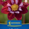 Kiepenkerl Frühjahrsblumenzwiebel Halskrausen-Dahlie Eefje 1 Stück