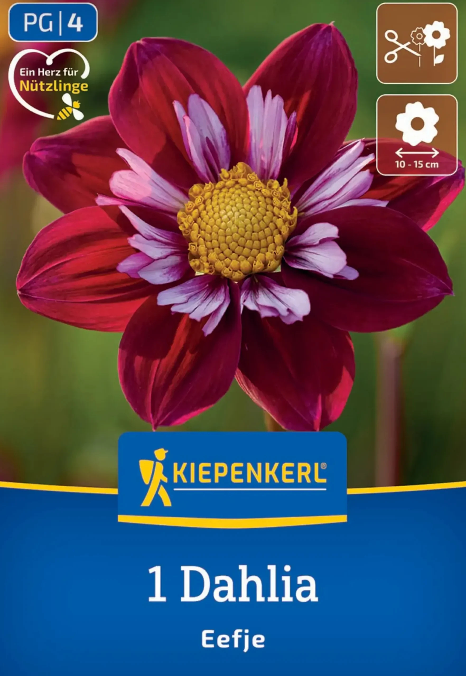 Kiepenkerl Frühjahrsblumenzwiebel Halskrausen-Dahlie Eefje 1 Stück