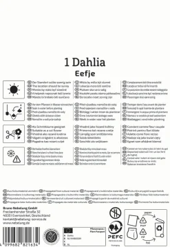 Kiepenkerl Frühjahrsblumenzwiebel Halskrausen-Dahlie Eefje 1 Stück