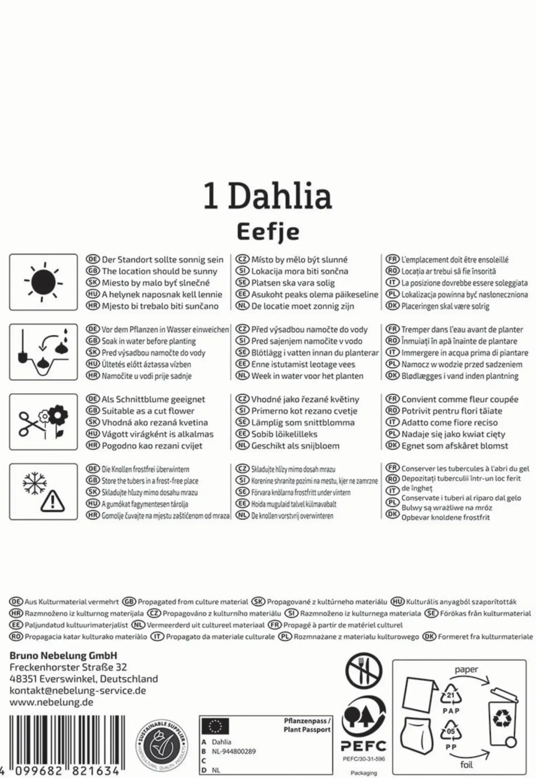 Kiepenkerl Frühjahrsblumenzwiebel Halskrausen-Dahlie Eefje 1 Stück