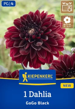 Kiepenkerl Frühjahrsblumenzwiebel Beet- & Kübel-Dahlie Go Go Black 1 Stück