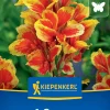 Kiepenkerl Frühjahrsblumenzwiebel Blumenrohr Queen Charlotte 1 Stück