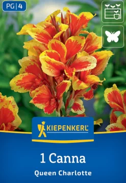 Kiepenkerl Frühjahrsblumenzwiebel Blumenrohr Queen Charlotte 1 Stück