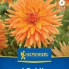 Kiepenkerl Frühjahrsblumenzwiebel Kaktus-Dahlie Ludwig Helfert 1 Stück