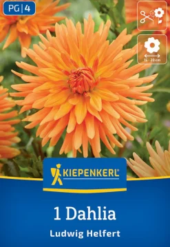 Kiepenkerl Frühjahrsblumenzwiebel Kaktus-Dahlie Ludwig Helfert 1 Stück
