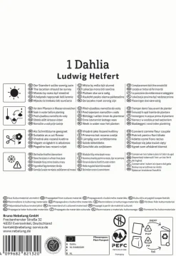 Kiepenkerl Frühjahrsblumenzwiebel Kaktus-Dahlie Ludwig Helfert 1 Stück