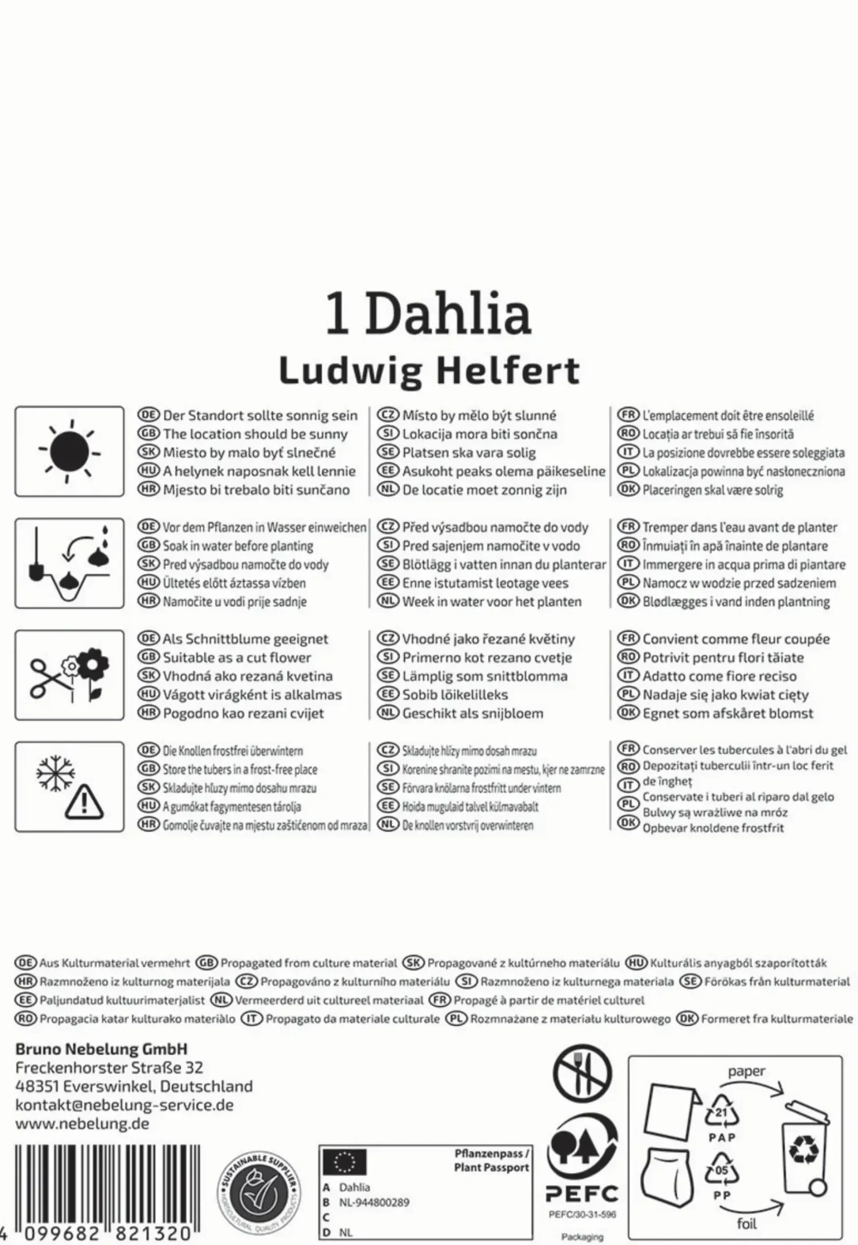 Kiepenkerl Frühjahrsblumenzwiebel Kaktus-Dahlie Ludwig Helfert 1 Stück
