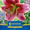 Kiepenkerl Herbstblumenzwiebel Profi-Line Baumlilie Mr. Job 1 Stück