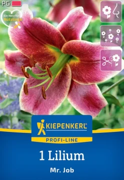 Kiepenkerl Herbstblumenzwiebel Profi-Line Baumlilie Mr. Job 1 Stück