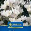Kiepenkerl Herbstblumenzwiebel Krokus Miss Vain 12 Pflanzen