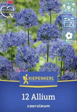 Kiepenkerl Herbstblumenzwiebel Zierlauch Allium caeruleum 12 Stück
