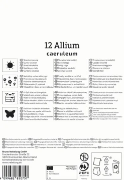 Kiepenkerl Herbstblumenzwiebel Zierlauch Allium caeruleum 12 Stück