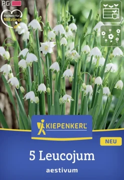 Kiepenkerl Herbstblumenzwiebel Sommerknotenblume 5 Stück