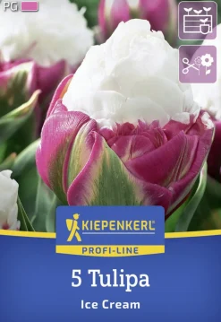Kiepenkerl Herbstblumenzwiebel Profi-Line Tulpe Ice Cream 5 Stück