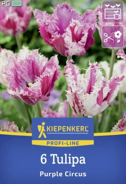 Kiepenkerl Herbstblumenzwiebel Profi-Line Purple Circus 6 Stück