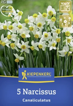 Kiepenkerl Herbstblumenzwiebel Miniatur-Tazetten-Narzisse Canaliculatus 5 Stück
