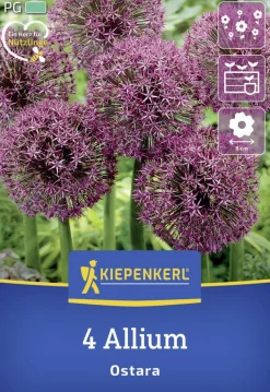 Kiepenkerl Herbstblumenzwiebel Zierlauch Ostara 4 Stück