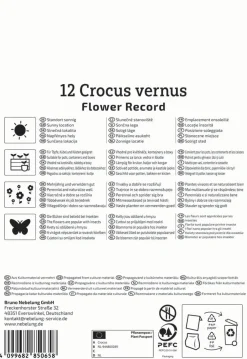 Kiepenkerl Herbstblumenzwiebel Krokus Flower Record 12 Pflanzen