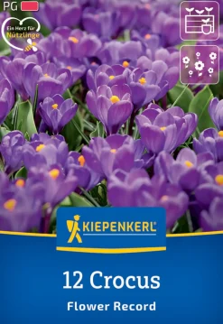 Kiepenkerl Herbstblumenzwiebel Krokus Flower Record 12 Pflanzen